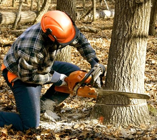 Tree Removal in Wayne, OK